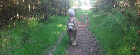 hund